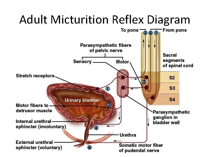 Adult Micturition Reflex Diagram 