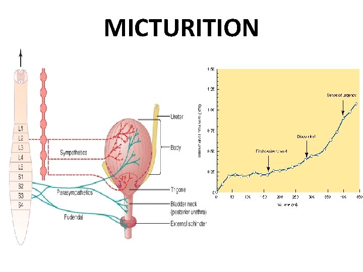 MICTURITION 