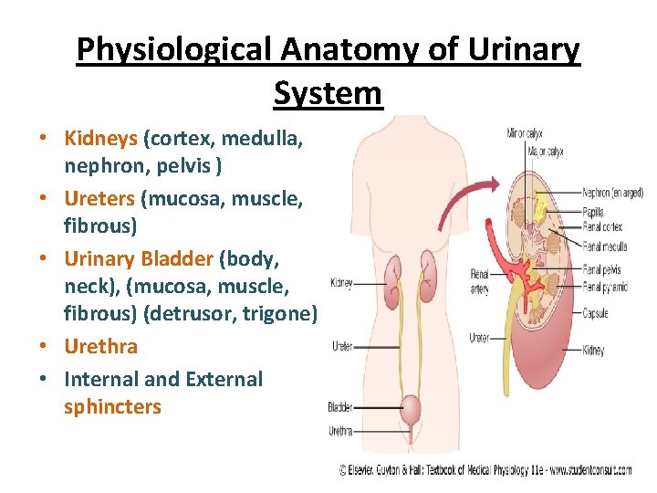 Physiological Anatomy of Urinary System • Kidneys (cortex, medulla, nephron, pelvis ) • Ureters