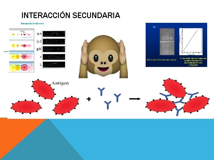 INTERACCIÓN SECUNDARIA 