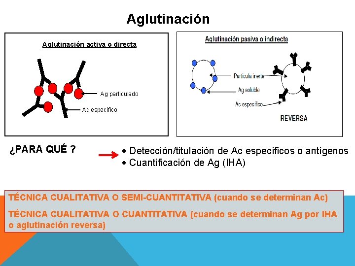 Aglutinación activa o directa Ag particulado Ac específico ¿PARA QUÉ ? Detección/titulación de Ac