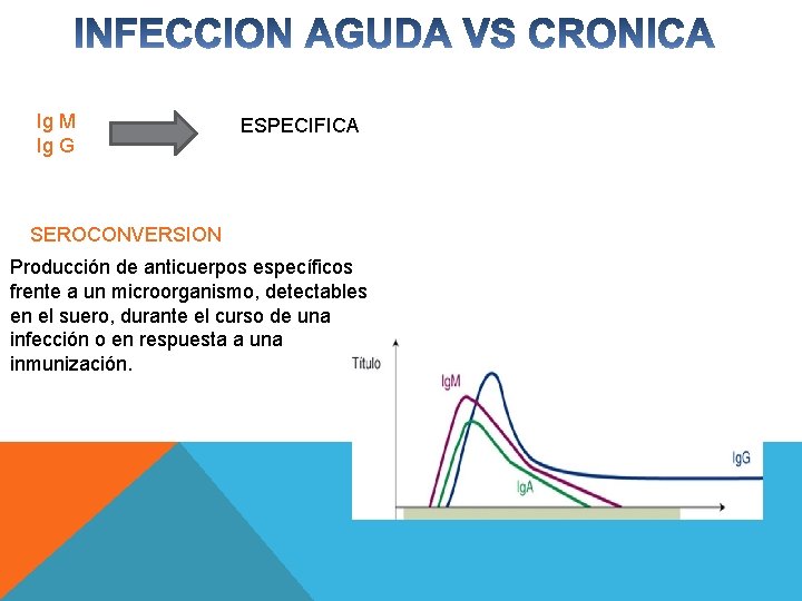 Ig M Ig G ESPECIFICA SEROCONVERSION Producción de anticuerpos específicos frente a un microorganismo,