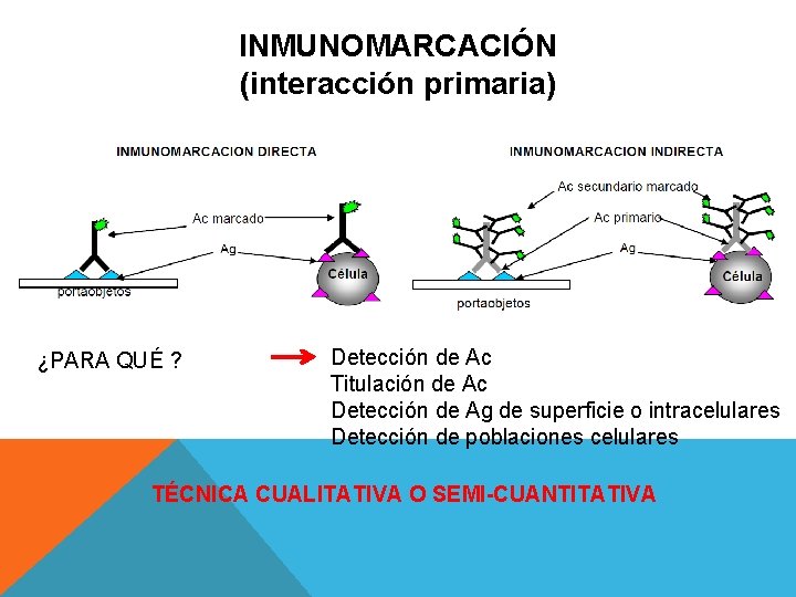 INMUNOMARCACIÓN (interacción primaria) ¿PARA QUÉ ? Detección de Ac Titulación de Ac Detección de