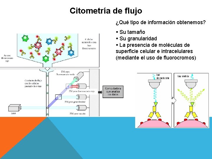 Citometría de flujo ¿Qué tipo de información obtenemos? § Su tamaño § Su granularidad