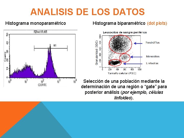 ANALISIS DE LOS DATOS Histograma monoparamétrico Histograma biparamétrico (dot plots) Selección de una población