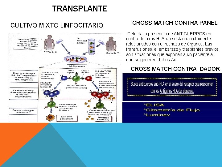 TRANSPLANTE CULTIVO MIXTO LINFOCITARIO CROSS MATCH CONTRA PANEL Detecta la presencia de ANTICUERPOS en
