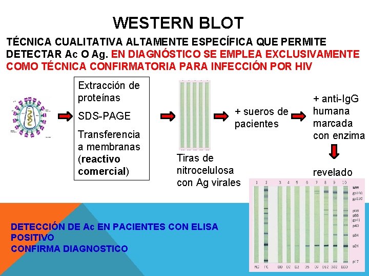 WESTERN BLOT TÉCNICA CUALl. TATIVA ALTAMENTE ESPECÍFICA QUE PERMITE DETECTAR Ac O Ag. EN