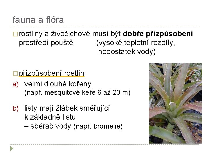 fauna a flóra � rostliny a živočichové musí být dobře přizpůsobeni prostředí pouště (vysoké