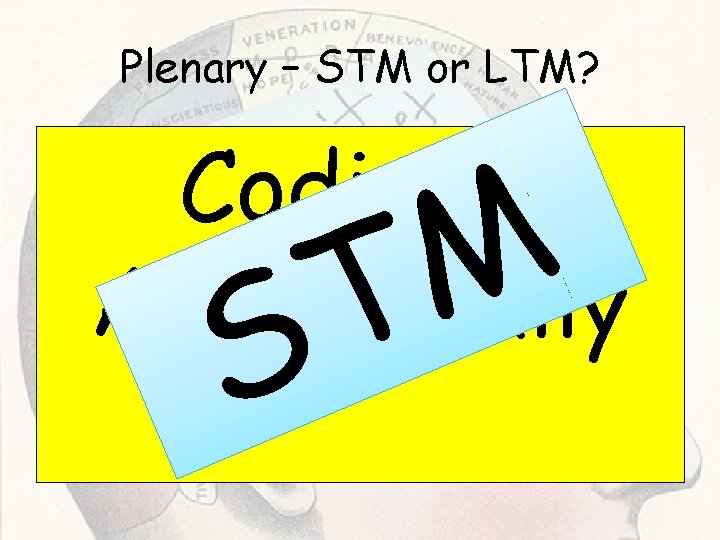 Plenary – STM or LTM? Coding Acoustically M T S Plenary – STM or LTM? Coding Acoustically M T S