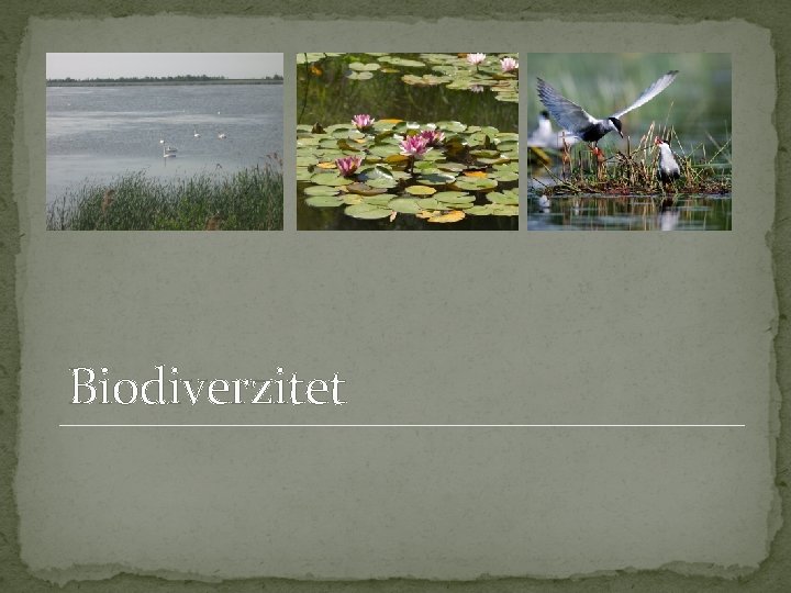 Biodiverzitet 