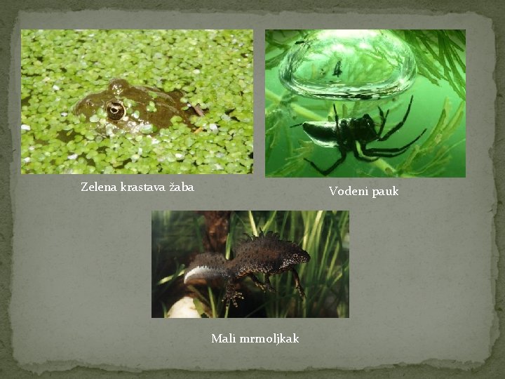 Zelena krastava žaba Vodeni pauk Mali mrmoljkak 
