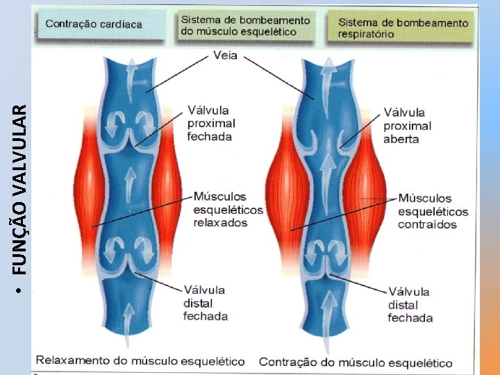  • FUNÇÃO VALVULAR 