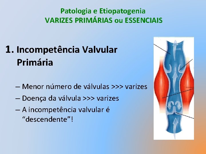 Patologia e Etiopatogenia VARIZES PRIMÁRIAS ou ESSENCIAIS 1. Incompetência Valvular Primária – Menor número