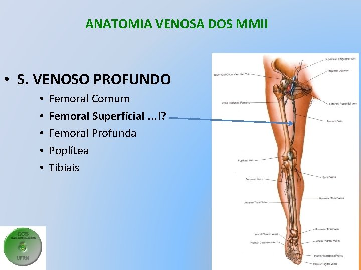 ANATOMIA VENOSA DOS MMII • S. VENOSO PROFUNDO • • • Femoral Comum Femoral