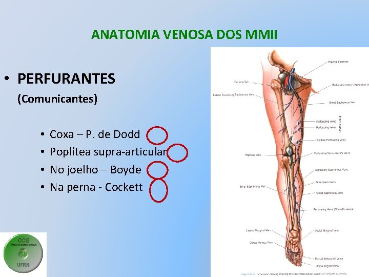 ANATOMIA VENOSA DOS MMII • PERFURANTES (Comunicantes) • • Coxa – P. de Dodd