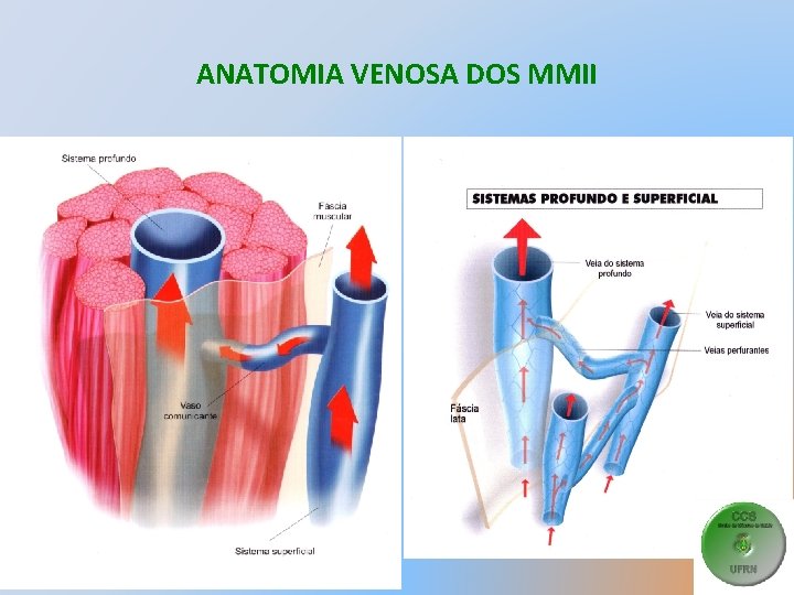 ANATOMIA VENOSA DOS MMII • RESUMO 