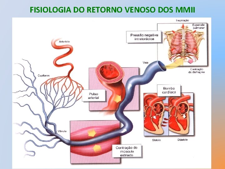FISIOLOGIA DO RETORNO VENOSO DOS MMII 