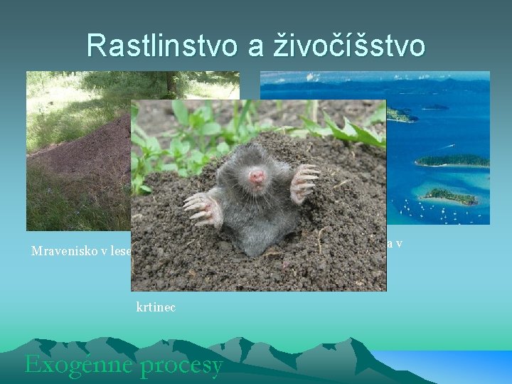 Rastlinstvo a živočíšstvo Mravenisko v lese (obec Brutovce) krtinec Veľká koralová bariéra v Austrálii