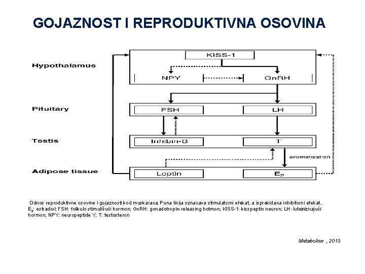 GOJAZNOST I REPRODUKTIVNA OSOVINA Odnos reproduktivne osovine i gojaznosti kod muskaraca. Puna linija oznacava