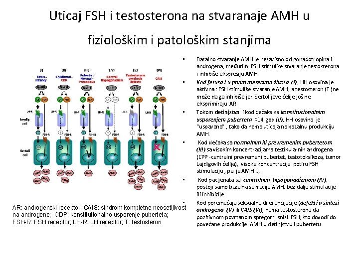 Uticaj FSH i testosterona na stvaranaje AMH u fiziološkim i patološkim stanjima • •