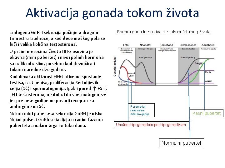 Aktivacija gonada tokom života Endogena Gn. RH sekrecija počinje u drugom trimestru trudnoće, a