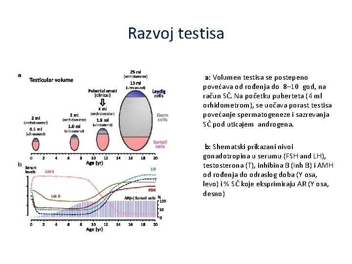 Razvoj testisa a: Volumen testisa se postepeno povećava od rođenja do 8– 10 god,