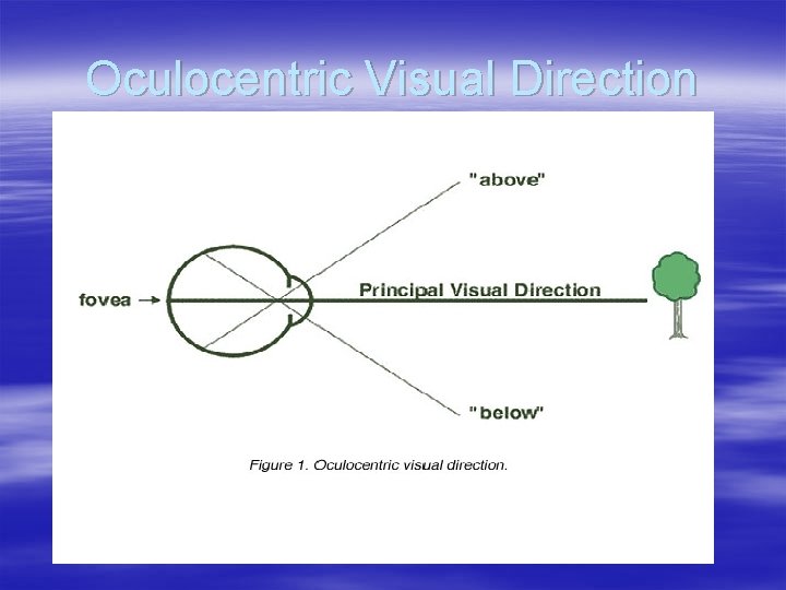 Oculocentric Visual Direction 