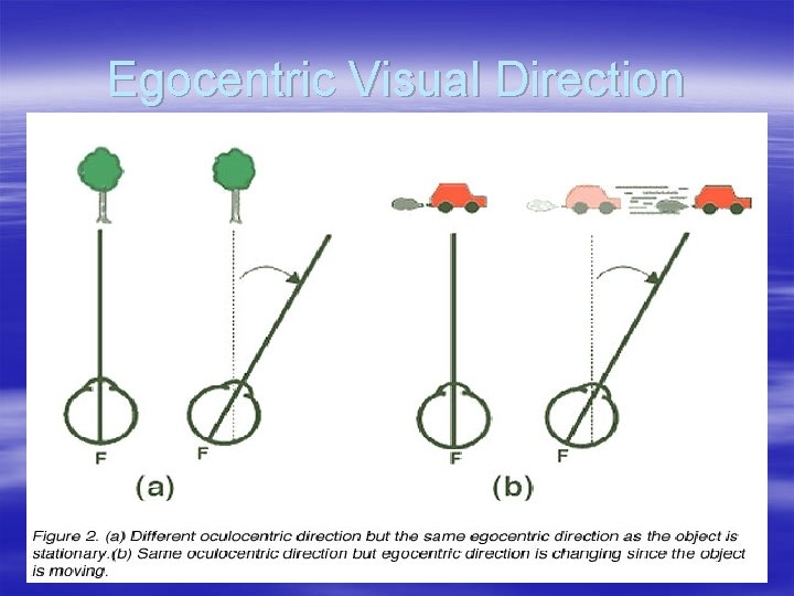 Egocentric Visual Direction 