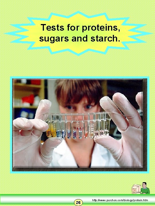 Tests for proteins, sugars and starch. 26 http: //www. purchon. com/biology/protein. htm 