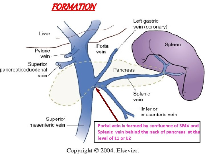 FORMATION q Portal vein is formed by confluence of SMV and Splenic vein q