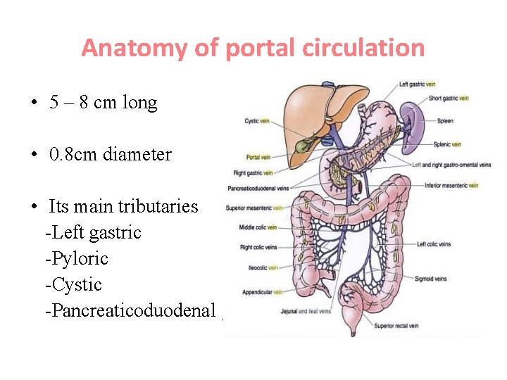 Anatomy of portal circulation • 5 – 8 cm long • 0. 8 cm