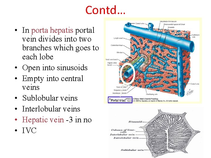 Contd… • In porta hepatis portal vein divides into two branches which goes to