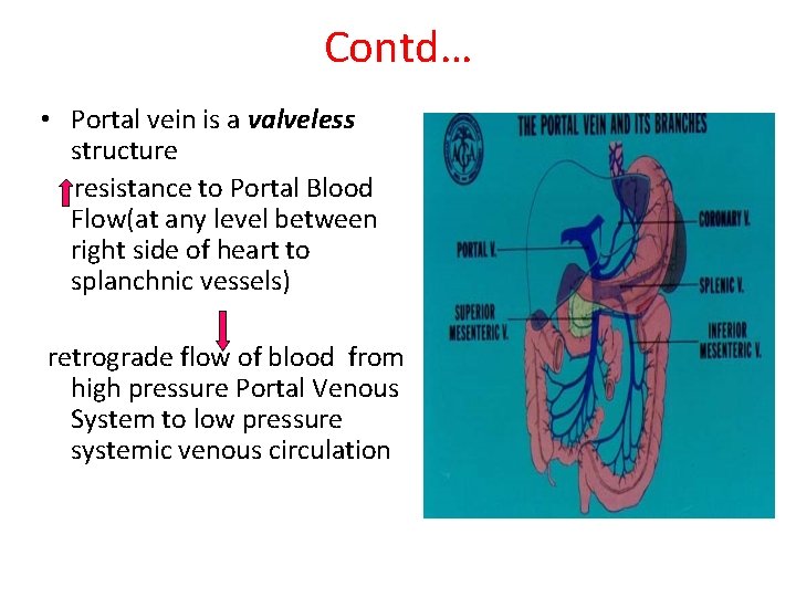 Contd… • Portal vein is a valveless structure resistance to Portal Blood Flow(at any