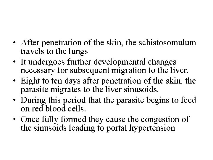  • After penetration of the skin, the schistosomulum travels to the lungs •