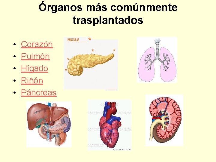 Órganos más comúnmente trasplantados • • • Corazón Pulmón Hígado Riñón Páncreas 