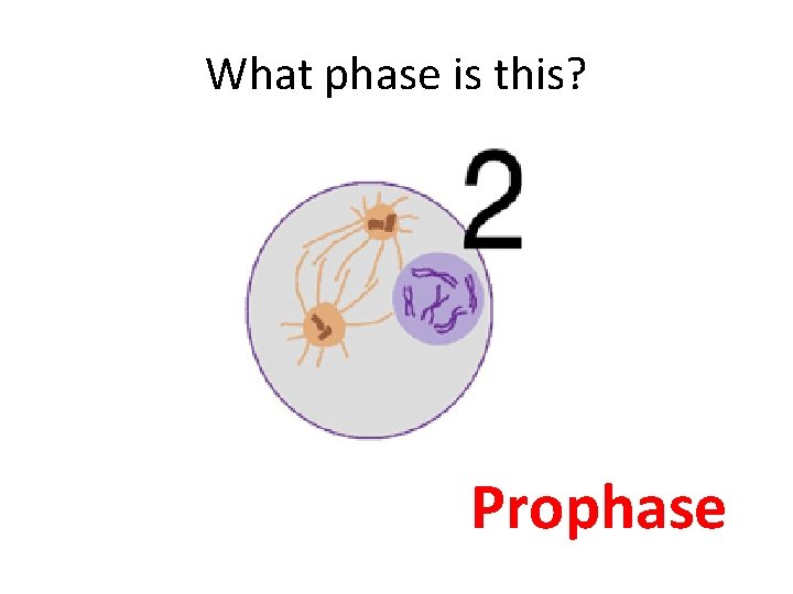 What phase is this? Prophase 