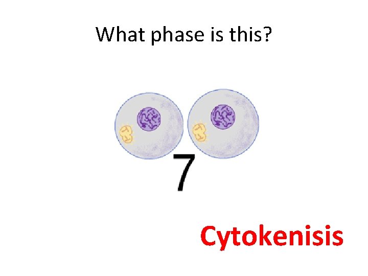 What phase is this? Cytokenisis 