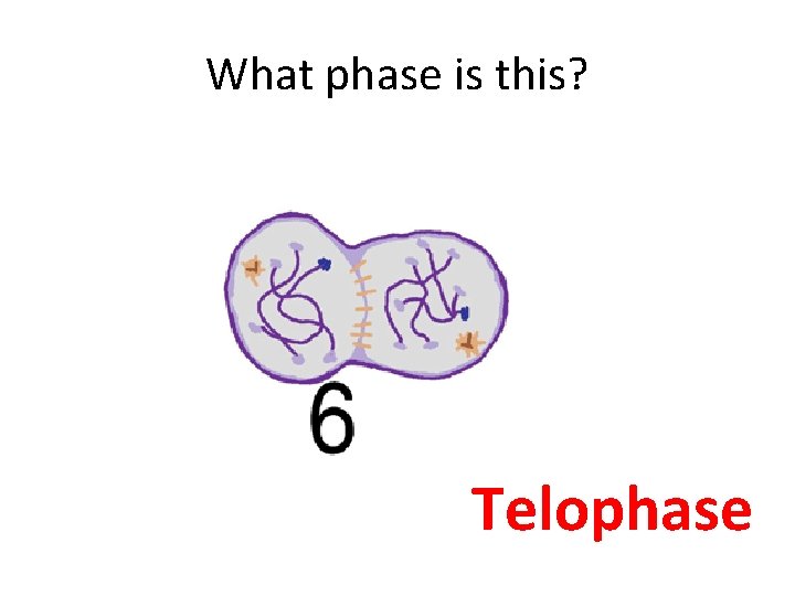 What phase is this? Telophase 