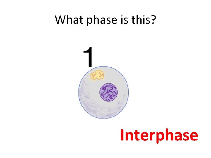 What phase is this? Interphase 