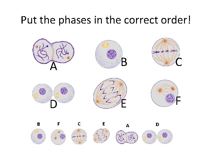 Put the phases in the correct order! B A B C D E F