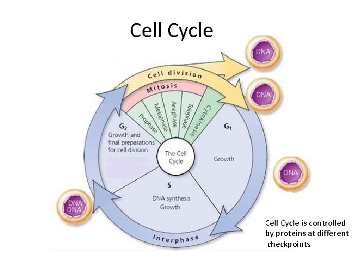 Cell Cycle is controlled by proteins at different checkpoints 