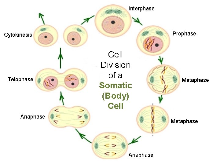 Interphase Prophase Cytokinesis Telophase Cell Division of a Somatic (Body) Cell Anaphase Metaphase Anaphase