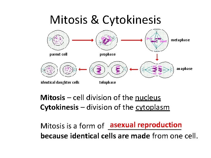 Mitosis & Cytokinesis metaphase parent cell prophase anaphase identical daughter cells telophase Mitosis –