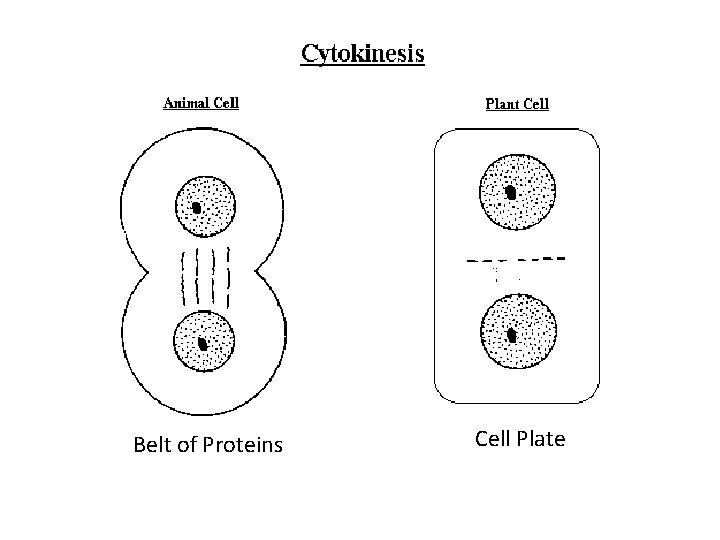 Belt of Proteins Cell Plate 