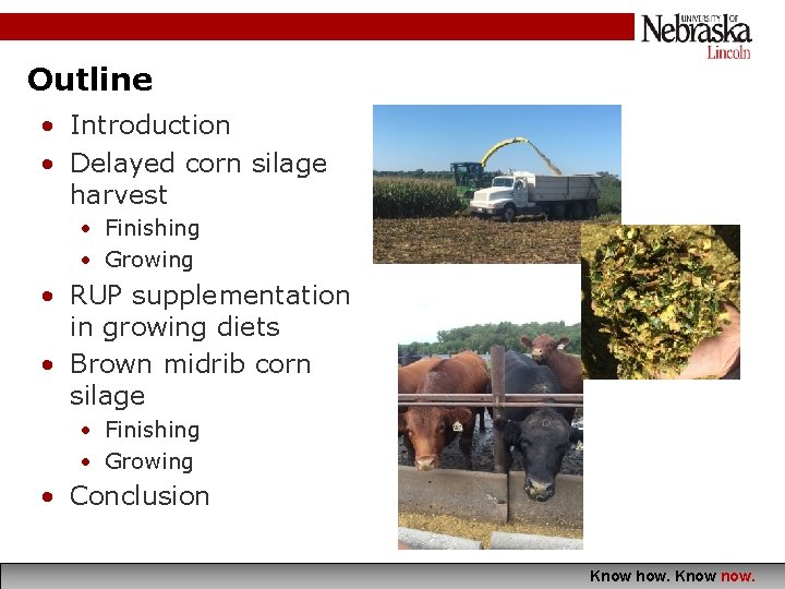 Outline • Introduction • Delayed corn silage harvest • Finishing • Growing • RUP