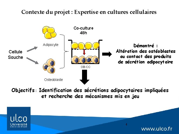 Contexte du projet : Expertise en cultures cellulaires Co-culture 48 h Démontré : Altération