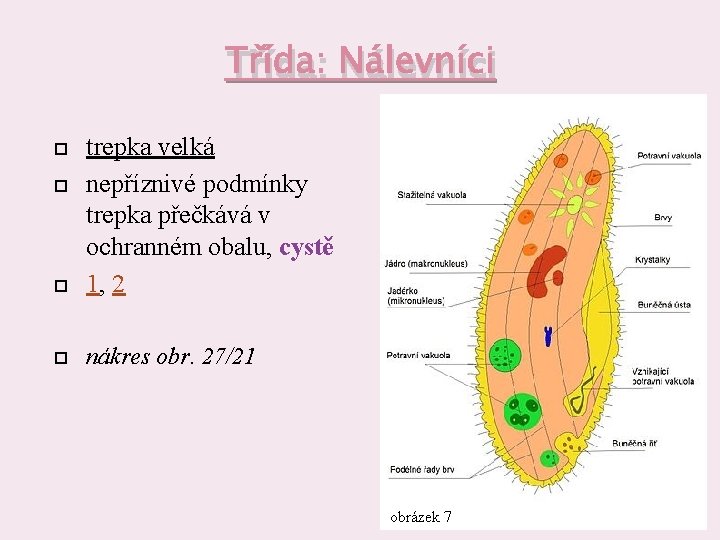 Třída: Nálevníci trepka velká nepříznivé podmínky trepka přečkává v ochranném obalu, cystě 1, 2