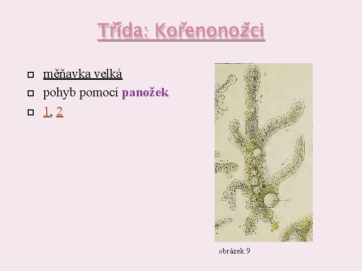 Třída: Kořenonožci měňavka velká pohyb pomocí panožek 1, 2 obrázek 9 