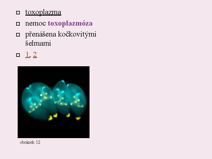  toxoplazma nemoc toxoplazmóza přenášena kočkovitými šelmami 1, 2 obrázek 12 