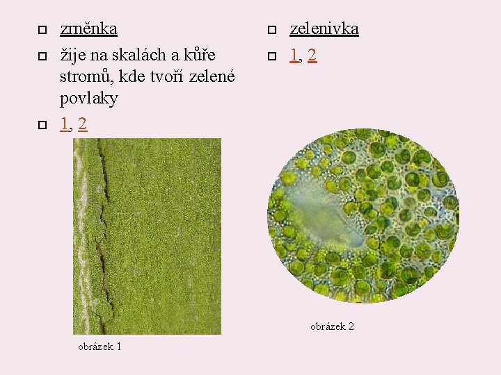  zrněnka žije na skalách a kůře stromů, kde tvoří zelené povlaky 1, 2